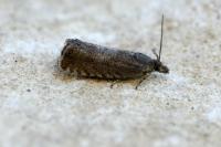 Dichrorampha