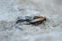 Eucosma