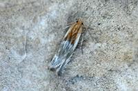 Eucosma