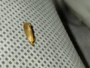 Crassa tinctella
