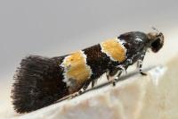 Goidanichiana jourdheuillella
