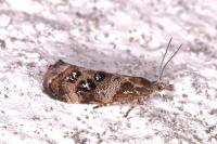 Tebenna micalis