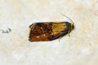 Ptycholoma lecheana