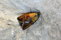 Ptycholoma lecheana