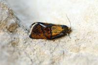 Ptycholoma lecheana