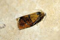 Ptycholoma lecheana