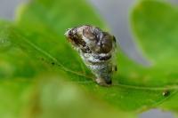 Coleophora kuehnella