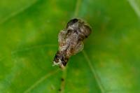Coleophora kuehnella