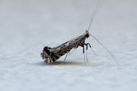 Parornix torquillella