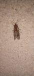 Eucosma