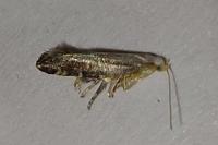 Argyresthia spinosella