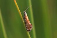 Glyphipterix thrasonella