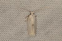 Pseudopostega