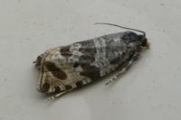 Celypha