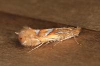 Phyllonorycter belotella