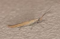 Coleophora oriolella