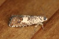 Cydia ilipulana