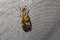 Alabonia geoffrella