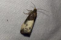 Notocelia cynosbatella