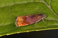 Pammene rhediella