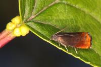 Pammene rhediella
