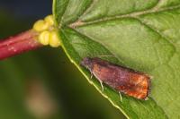 Pammene rhediella