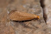Nematopogon adansoniella