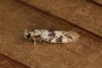 Infurcitinea