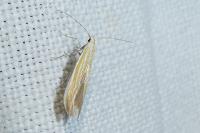 Coleophora brunneosignata