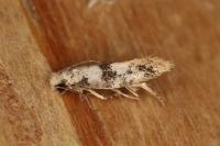 Infurcitinea