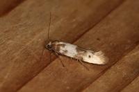 Enolmis acanthella