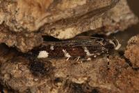 Eteobalea intermediella