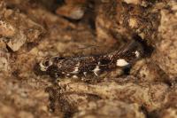 Eteobalea intermediella