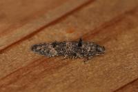 Sorhagenia rhamniella