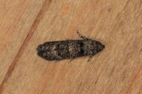 Sorhagenia rhamniella