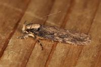 Depressaria