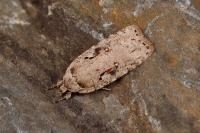 Agonopterix ocellana