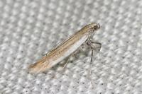 Aspilapteryx tringipennella