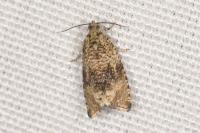 Celypha lacunana