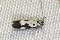 Ethmia quadrillella