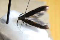 Coleophora variicornis