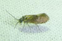 Eriocrania