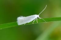 Elachista argentella