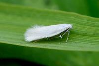 Elachista argentella