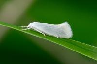 Elachista argentella