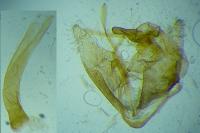 Pleurota pungitiella
