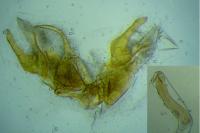 Epermenia pontificella