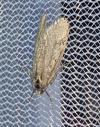 Diurnea fagella