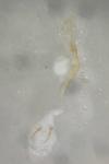 Caloptilia alchimiella