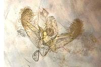 Elachista gleichenella